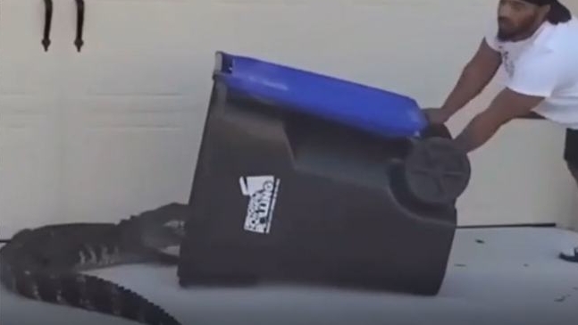 【NBA】躺槍！男子捕鱷魚不忘嘲諷西蒙斯