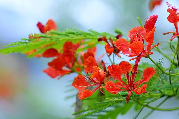 1635840092745078474.png 謝老師鳳凰花上.png