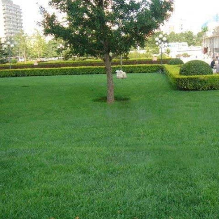 廠家生產(chǎn) 景觀人造草坪 樓頂人造草坪 用的放心